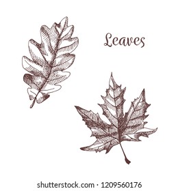 Hand drawn illustration of leaves. Vector vintage drawing of autumn elements.