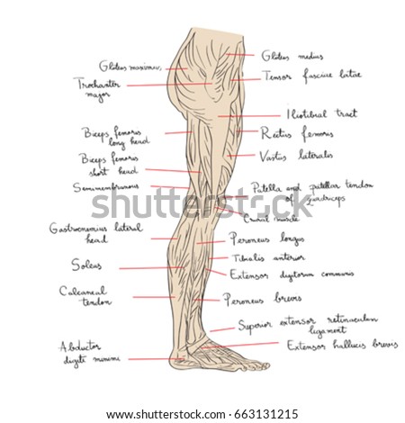 Hand drawn illustration of the leg muscles isolated on white, artistic anatomy graphic study