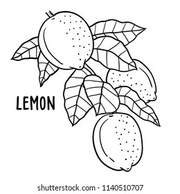 Hand drawn illustration of lemon.