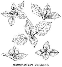 hand drawn illustration of lemon balm leaves in engraving style, isolated on white background