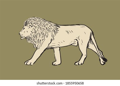 Hand drawn illustration of lion