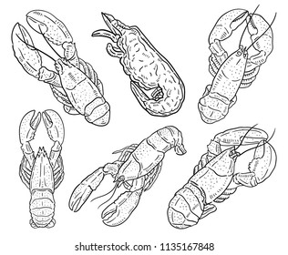 Hand drawn illustration of Lobster.