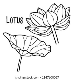 Hand drawn illustration of Lotus.