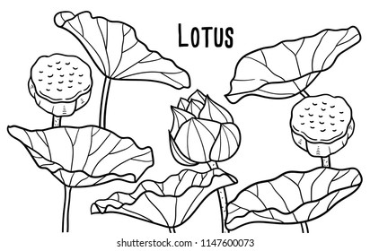 Hand drawn illustration of Lotus.