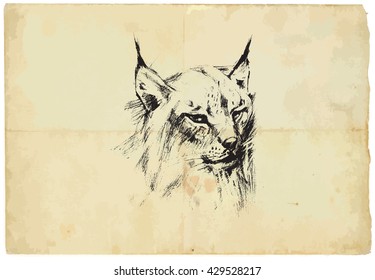 An hand drawn illustration of LYNX - Eurasian Lynx - converted into vector picture. Background, old paper, is isolated.