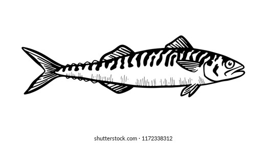 Hand Drawn Illustration a mackerel, Scomber, Black on white