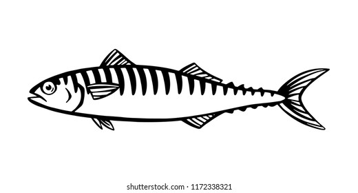 Hand Drawn Illustration a mackerel, Scomber, Black on white