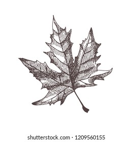 Hand drawn illustration of maple leaf. Vector vintage drawing of autumn element.