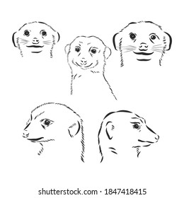 hand drawn illustration of a meerkat. meerkat, vector sketch illustration