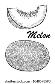 Hand drawn illustration of melon. Botanical food illustration. Vector illustration with sketch fruit.