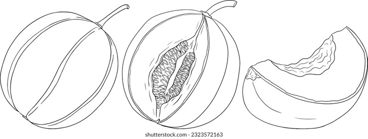 Hand drawn illustration of melon. Botanical food, vector illustration. Melon coloring pages