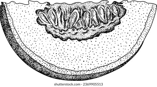 Ilustración dibujada a mano del melón en estilo grabado. Comida botánica, ilustración vectorial. 
