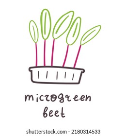 Hand drawn illustration. Microgreen beet. 