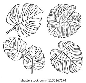 Hand drawn illustration of Monstera leaf.