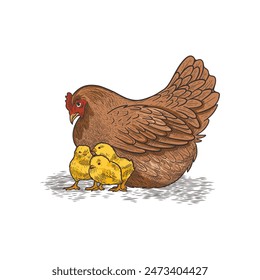 hand drawn illustration of a mother hen and her chicks