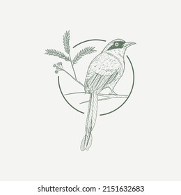 hand drawn illustration of a motmot bird and guanacaste tree branch