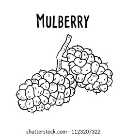 Hand drawn illustration of mulberry.