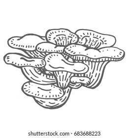 Hand drawn illustration of Mushroom.