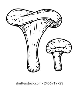 Hand drawn illustration of mushrooms. Design element for decoration. Vector illustration