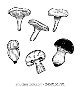 Hand drawn illustration of mushrooms. Design element for decoration. Vector illustration