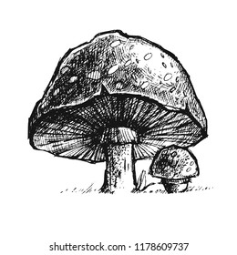 Hand Drawn Illustration Mushrooms Engraving Graphic Stock Vector ...