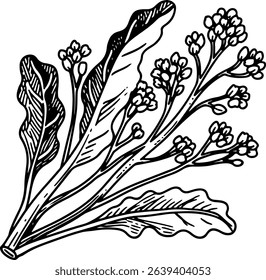 Hand drawn illustration of Mustard Greens, a green leafy vegetable.