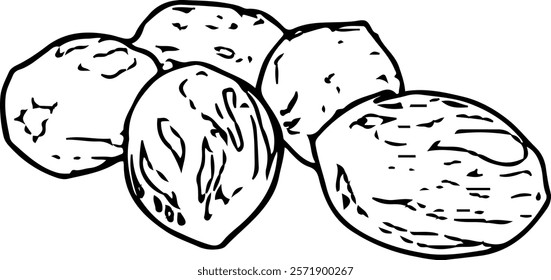 Hand drawn illustration of nutmeg