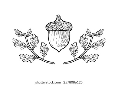 hand drawn illustration of oak and its leaves