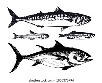 Hand drawn illustration of ocean sea fishes such as mackerel, tuna and capelin. Vector illustration of underwater wildlife animals in vintage sketch style. Great for packaging, banner, menu design