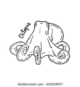 Hand drawn illustration of Octopus.