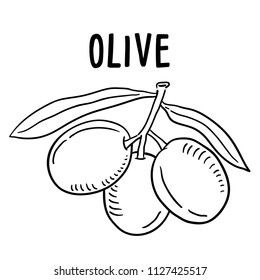Hand drawn illustration of Olive.