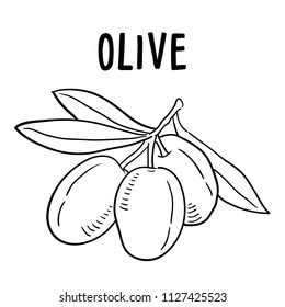 Hand drawn illustration of Olive.