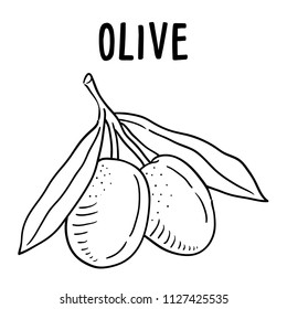 Hand drawn illustration of Olive.