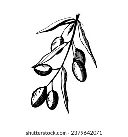 Hand drawn illustration of olive branch and olive oil.