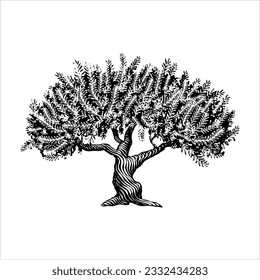 Hand Drawn illustration of an Olive Tree in a vintage style