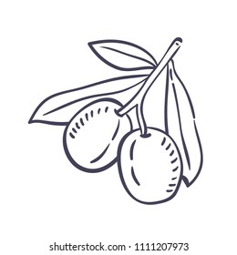 Hand drawn illustration of olives.