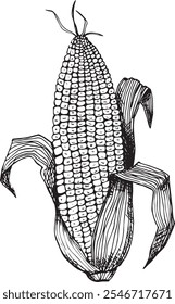 Сorn hand drawn illustration on white background
