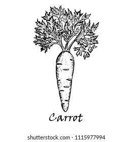 Hand drawn illustration of one carrot, isolated on white background in vector.