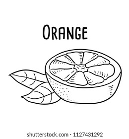 Hand drawn illustration of Orange.