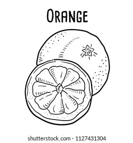 Hand drawn illustration of Orange.