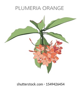 Hand drawn illustration of orange plumeria branch in bloom. 