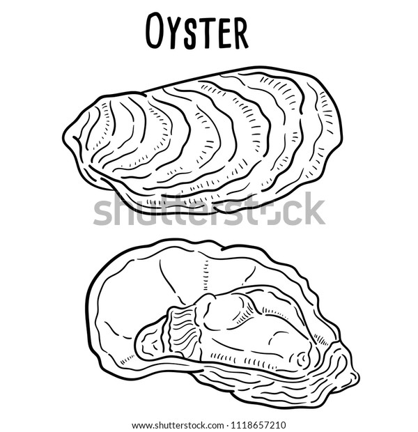 Hand drawn illustration of\
oyster.