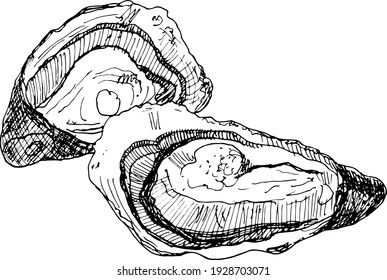 Hand drawn illustration of oysters using line drawing