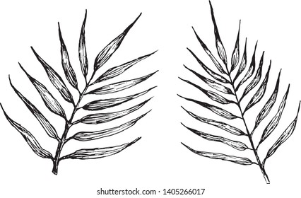Hand drawn illustration of palm leaf. Vector illustration. For pattern, logo, template, banner, posters, invitation and greeting card design.