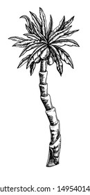 Hand drawn illustration of a palm tree. Toile de jouy style. Vector illustration