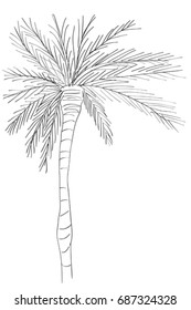Hand drawn illustration of a palm tree, doodle isolated on white
