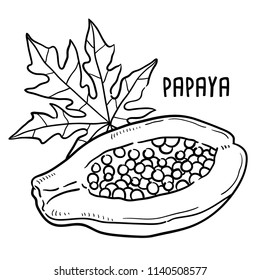 Hand drawn illustration of papaya.