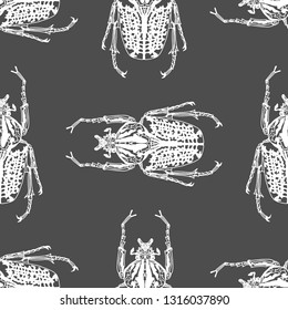 Hand drawn illustration pattern of beetle on a gray background. Ornament template for your design background. vector illustration.