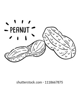 Hand drawn illustration of peanut.