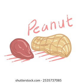hand drawn illustration of a peanut, with one peanut shell and one peanut kernel separated from its shell.